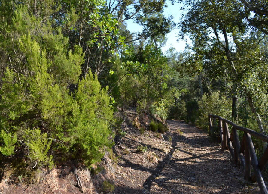 Montioni: where the forest quiets you and Elisa Bonaparte almost seems to be waiting around the corner